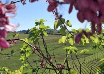 Terreno - Rustico Moasca - foto 4