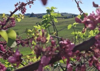 Terreno - Rustico Moasca - foto 6