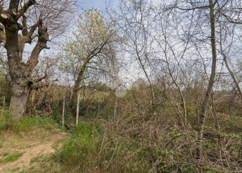 Terreno agricolo Via bussoleno, Rivalta di Torino - foto 8