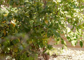 Foto 54 - Trilocale Via Cilea
 
32, Grottammare - foto 54