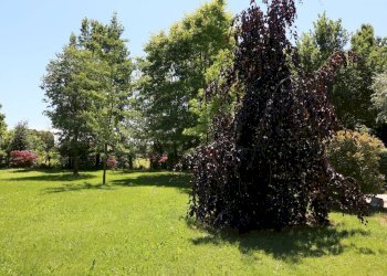 Foto 6 - Rustico strada comunale di san vitale, Treviso - foto 6