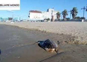 Foto 61 - Rustico Strada Comunale Fonte di Bisaccia, Montenero di Bisaccia - foto 59