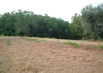 Foto 8 - Agricultural land strada provinciale, Controguerra - photo 8