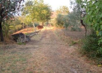 Foto 10 - Agricultural land strada provinciale, Controguerra - photo 10