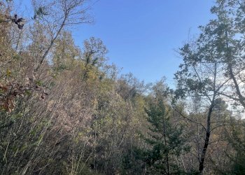 Foto 8 - Terreno agricolo Frazione Castagna Cupa, Spoleto - foto 8