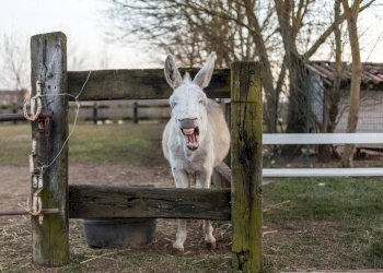 Foto 47 - Independent house Frazione Quarto Superiore
 
87, Asti - photo 47