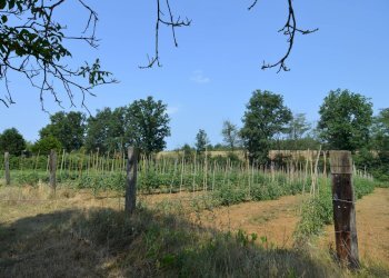 Foto 52 - Independent house Frazione Quarto Superiore
 
87, Asti - photo 52