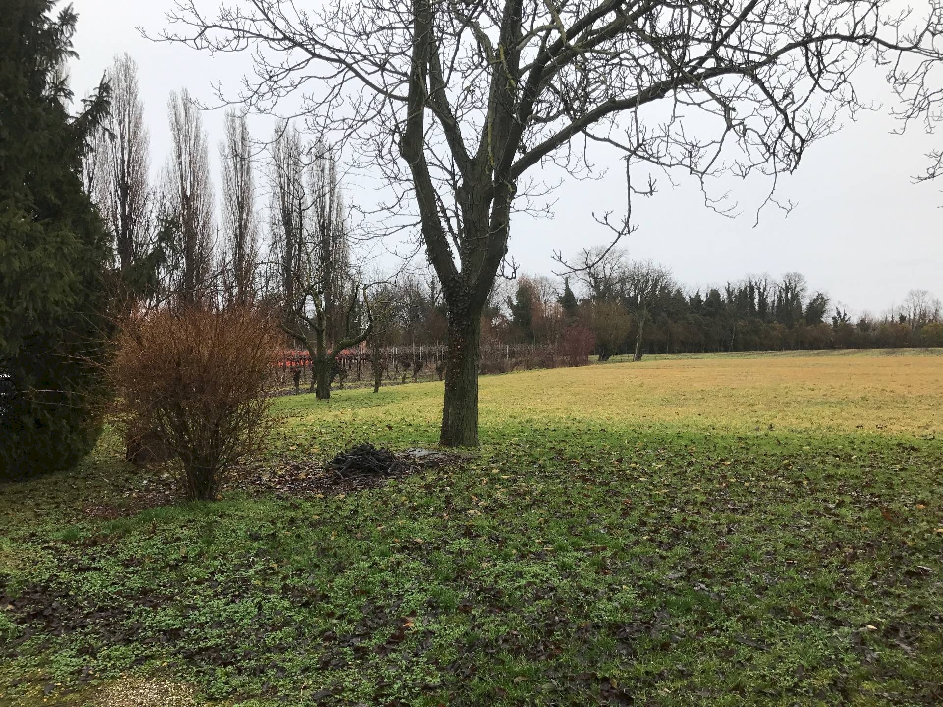 Foto 1 - Terreno agricolo Carbonera - foto 1