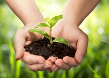 Foto 1 - Terreno agricolo Casale sul Sile - foto 1