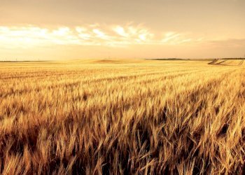 Foto 2 - Terreno agricolo Casale sul Sile - foto 2