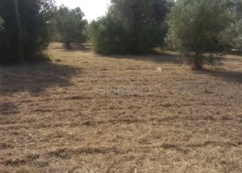 Foto 2 - Terreno agricolo TRAVERSA CIFALINO, Siracusa - foto 2