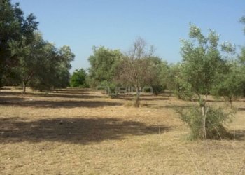 Foto 1 - Terreno agricolo TRAVERSA CIFALINO, Siracusa - foto 1