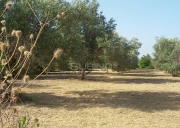 Foto 3 - Terreno agricolo TRAVERSA CIFALINO, Siracusa - foto 3