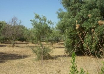 Foto 4 - Terreno agricolo TRAVERSA CIFALINO, Siracusa - foto 4