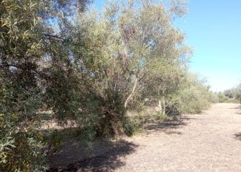 Foto 5 - Agricultural land VIA SAN GIOVANNI BOSCO, Siracusa - photo 5