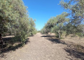 Foto 7 - Agricultural land VIA SAN GIOVANNI BOSCO, Siracusa - photo 7