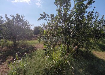 Foto 3 - Agricultural land strada finaidi, Floridia - photo 3