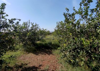 Foto 5 - Agricultural land strada finaidi, Floridia - photo 5