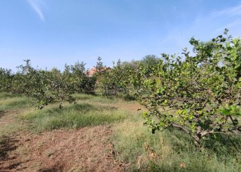 Foto 8 - Agricultural land strada finaidi, Floridia - photo 8