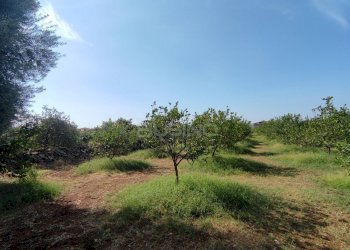 Foto 9 - Agricultural land strada finaidi, Floridia - photo 9