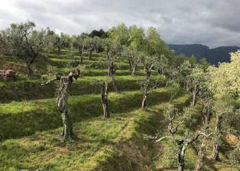 Foto 9 - Rustico via dei venti
 
33, Massarosa - foto 9