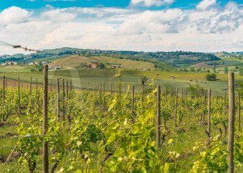 Foto 70 - Stable - Palace Via Roma
 
13, Vignale Monferrato - photo 70