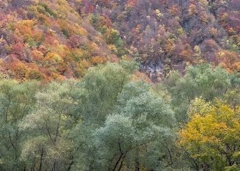 Foto 56 - Rustico Località Canneto
 
SNC, Settefrati - foto 56