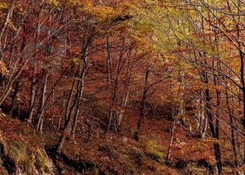 Foto 61 - Rustico Località Canneto
 
SNC, Settefrati - foto 61