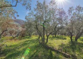 Foto 33 - Villa Via Allegra
 
snc, Alatri - foto 33