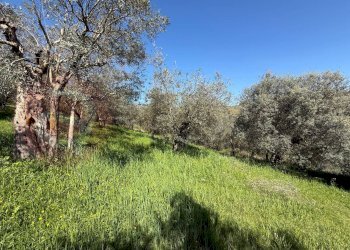 Foto 39 - Rustico Contrada Vagni
 
snc, Arpino - foto 39