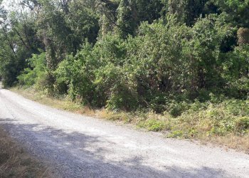 Foto 3 - Terreno edificabile REDIPUGLIA, Samarate - foto 3