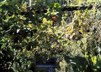 Foto 11 - Rustico via casone, Pietrasanta - foto 11