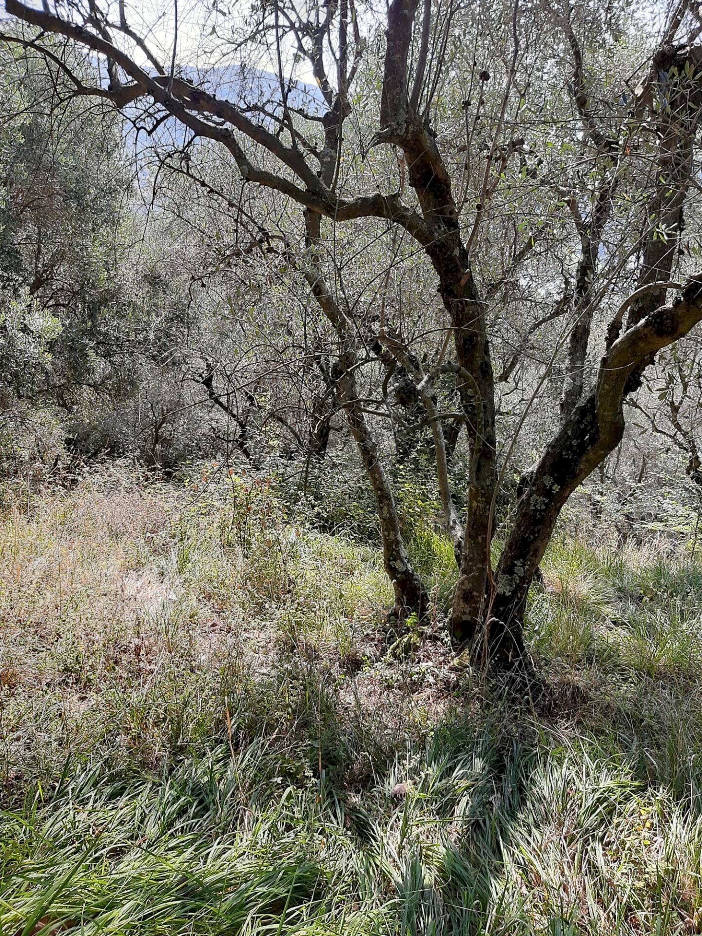 Foto 3 - Agriturismo VIA DEL VALENTINO, Massarosa - foto 3