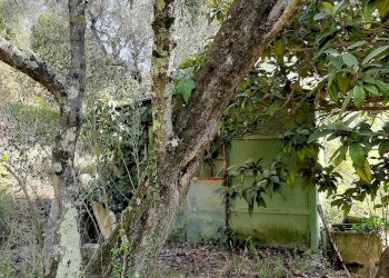 Foto 8 - Agriturismo VIA DEL VALENTINO, Massarosa - foto 8