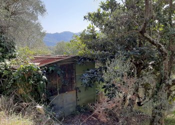 Foto 10 - Agriturismo VIA DEL VALENTINO, Massarosa - foto 10