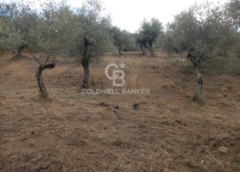 Foto 6 - Terreno agricolo Chiuse, Perdifumo - foto 6