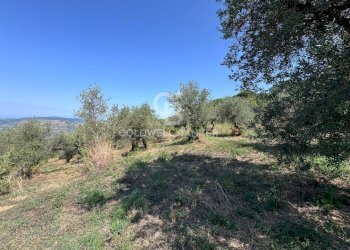 Foto 8 - Terreno agricolo Chiuse, Perdifumo - foto 8