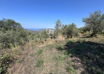 Foto 10 - Terreno agricolo Chiuse, Perdifumo - foto 10