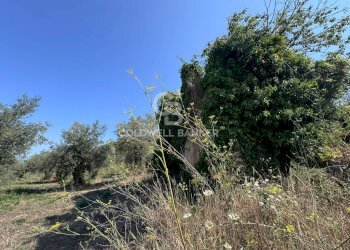 Foto 17 - Terreno agricolo Chiuse, Perdifumo - foto 17