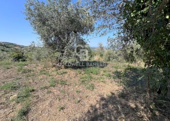 Foto 18 - Terreno agricolo Chiuse, Perdifumo - foto 18