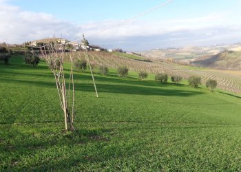 Foto 6 - Rustic Contrada Fiorano, Cossignano - photo 6