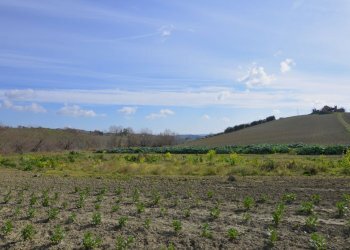 Foto 2 - Rustico Appignano del Tronto - foto 2