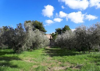 Foto 3 - Rustico Appignano del Tronto - foto 3