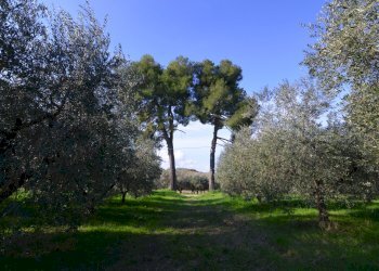 Foto 5 - Rustico Appignano del Tronto - foto 5