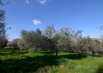 Foto 34 - Rustico Appignano del Tronto - foto 34