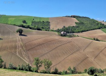 Foto 1 - Agricultural land C.da Tosciano, Ripatransone - photo 1