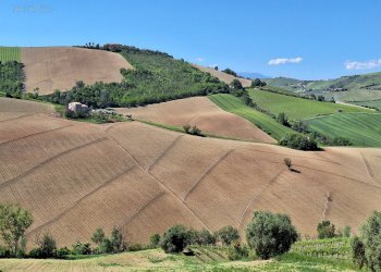 Foto 4 - Agricultural land C.da Tosciano, Ripatransone - photo 4