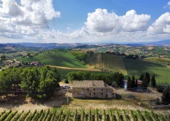 Foto 4 - Azienda agricola Contrada Forola
15, Acquaviva Picena - foto 4