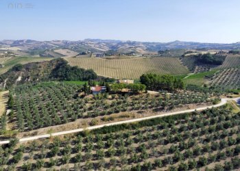 Foto 11 - Azienda agricola Contrada Forola
15, Acquaviva Picena - foto 11