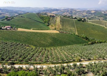 Foto 15 - Azienda agricola Contrada Forola
15, Acquaviva Picena - foto 15
